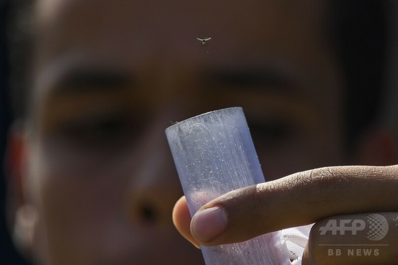 デング熱対策に有効な細菌感染させた蚊を大量放出 ブラジル