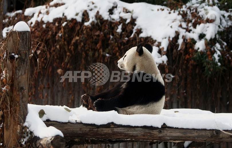 パンダのゲノム地図完成、遺伝子的に近いのはイヌ 北京ゲノム研究所 パンダのゲノム地図完成、遺伝子的に近いのはイヌ 北京ゲノム研究所