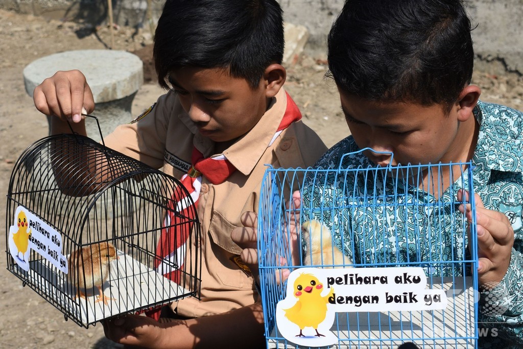 ひよこ育てて脱スマホ インドネシアで チキナイゼーション 計画始動 写真2枚 国際ニュース Afpbb News