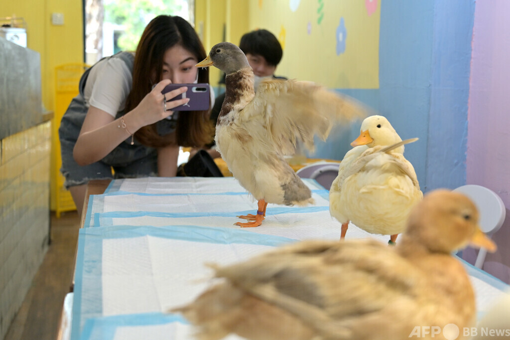 中国で「珍しい動物カフェ」が人気！ その裏にリスクも 写真2枚 国際ニュース：AFPBB News
