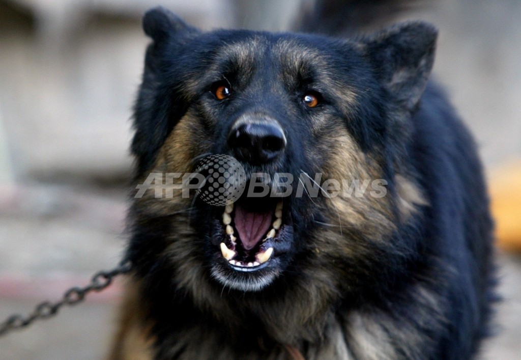 狂犬病感染のイヌに検疫所関係者かまれる、英国 狂犬病感染のイヌに検疫所関係者かまれる、英国