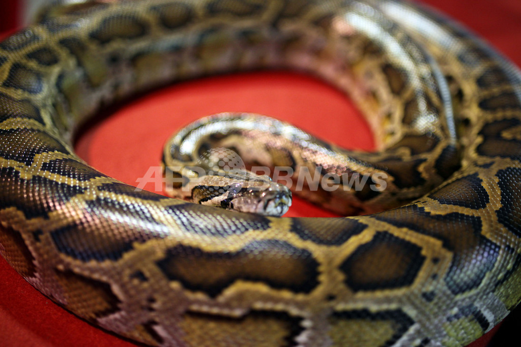 カナダで男児2人を殺したヘビ 無許可で飼育 写真1枚 国際ニュース Afpbb News