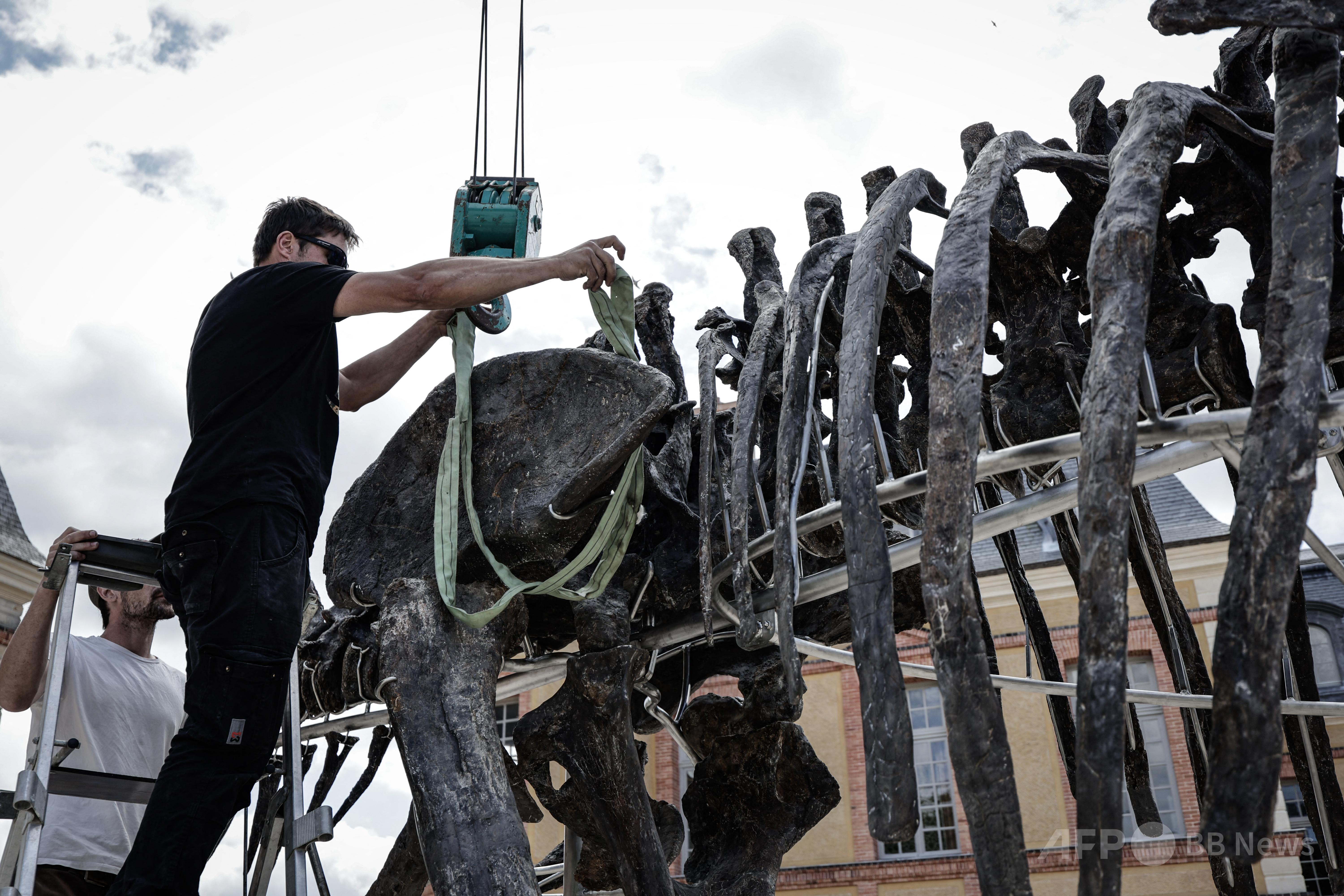 巨大恐竜の骨格、約10億円で落札 仏パリ 写真9枚 国際ニュース：AFPBB News