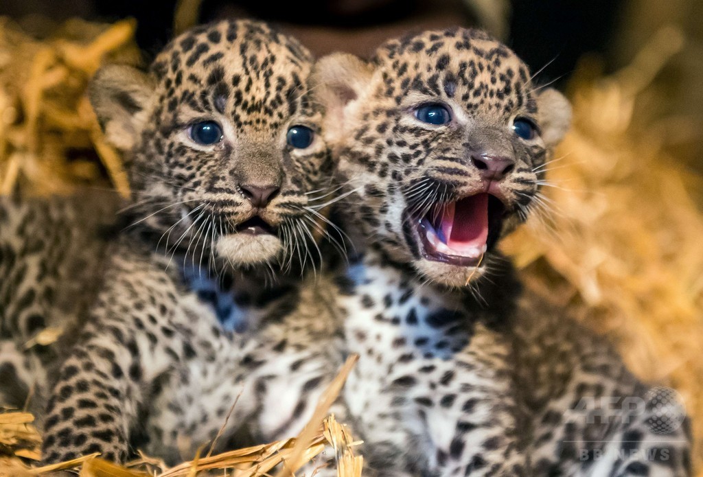 スリランカヒョウの赤ちゃん2頭お披露目 フランス 写真7枚 国際ニュース Afpbb News