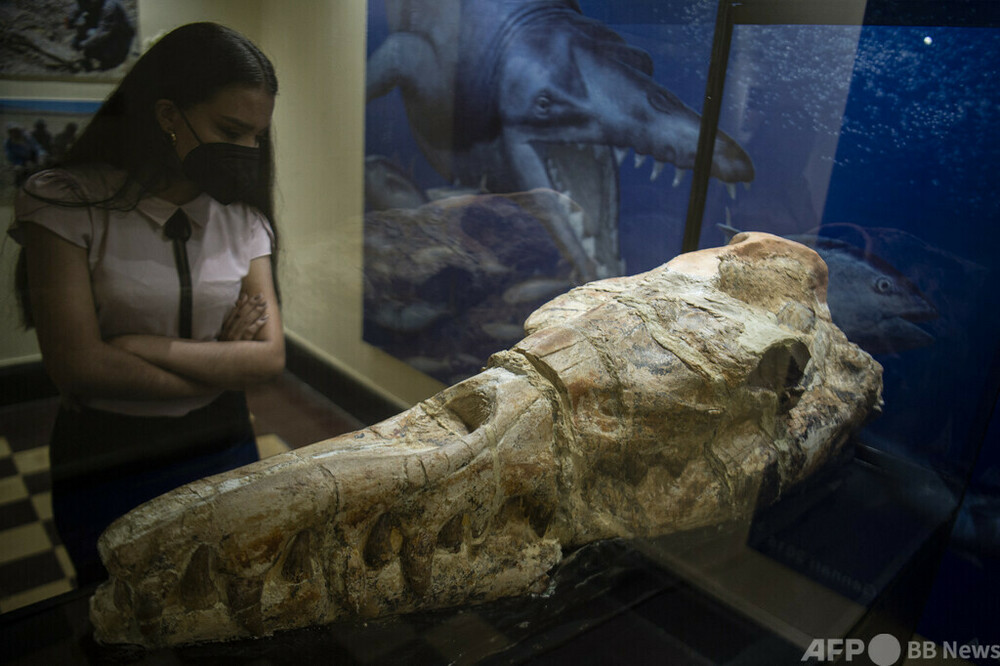 3600万年前のクジラ化石、ペルーの砂漠で発見 写真5枚 国際