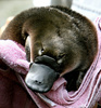 カモノハシの赤ちゃん。豪シドニーのタロンガ動物園で（2006年2月16日撮影）。(c)GREG WOOD / AFP