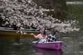 東京都千代田区の千鳥ケ淵で、桜の下でボートに乗る人々（2024年4月4日撮影）。(c)Kazuhiro NOGI / AFP