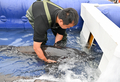 カラチョウザメを放流水路に誘導する作業員（2025年4月12日撮影）。(c)Xinhua News