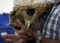 ベネズエラ・カラカス（Caracas）で、同国で発見されたグリプトドンの頭蓋骨の化石を手にするベネズエラ科学調査機関古生物学研究室のアスカニア・リンコン（Ascania Rincon）室長（2013年8月30日撮影）。(c)AFP/JUAN BARRETO