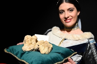 830グラムの巨大白トリュフ、1300万円で落札 伊