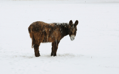 はしゃぐ犬、凍えるスズメ…大寒波の中の動物たち