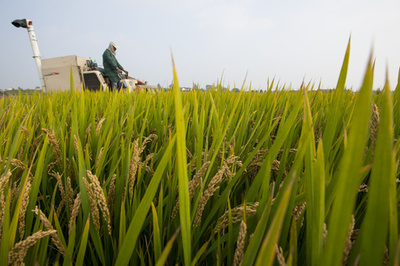 スマホの中の「穀物バンク」 農作物を倉庫に保管、アプリでいつでも売却 中国