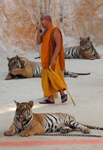 タイ警察、アパートの屋上からトラ6頭発見 飼い主の男を逮捕