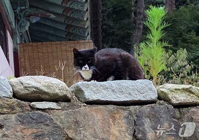 野良猫の不妊去勢に年間237億ウォン…韓国国会で「血税浪費」批判相次ぐ