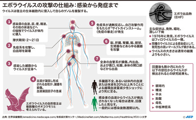 【図解】エボラウイルスの攻撃の仕組み：感染から発症まで