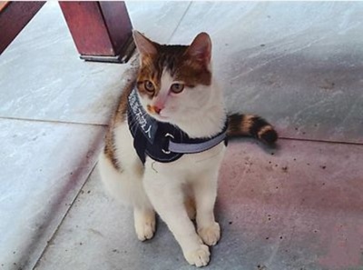 仕事にいそしむ「警察猫」 成都市警