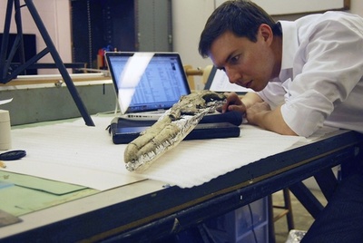 史上最大の飛行鳥類化石、米国で発掘