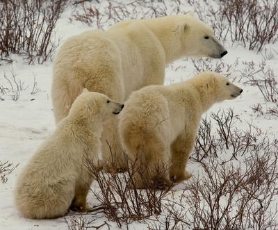 ホッキョクグマの故郷、実はアイルランド 異種交配も10万年前から