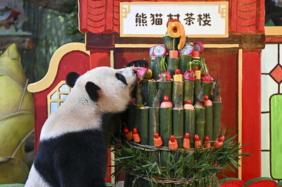 世界で唯一の三つ子のジャイアントパンダ 9歳の誕生日を迎える 