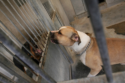 ペットの犬が飼い主親子を殺害か、自宅に遺体 ドイツ