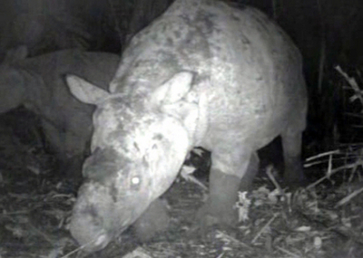 WWF、インドネシアの絶滅危ぐ種のサイ 撮影成功