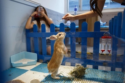 材料が足りない 四川省名物ピリッと辛いウサギの頭 写真5枚 国際ニュース Afpbb News
