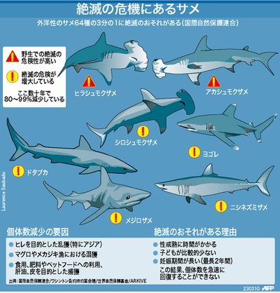 【図解】絶滅のおそれのあるサメ類