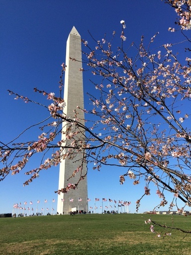 春のような陽気に誘われて、米首都で桜開花