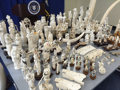 違法象牙の90%以上、3年以内に密猟したゾウから採取 研究