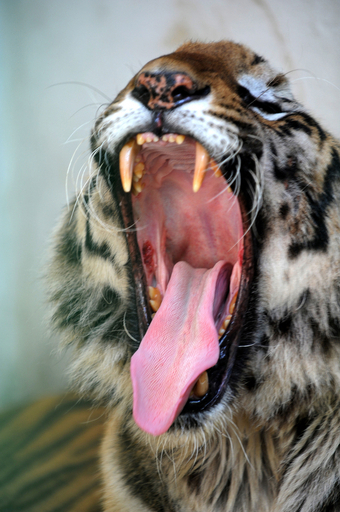 インドの動物園、養子システムで動物を支援