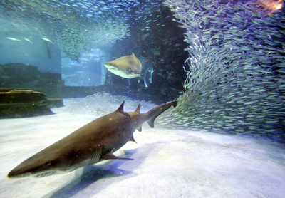 八景島シーパラダイス開館15周年記念「イワシ・イリュージョン」開催