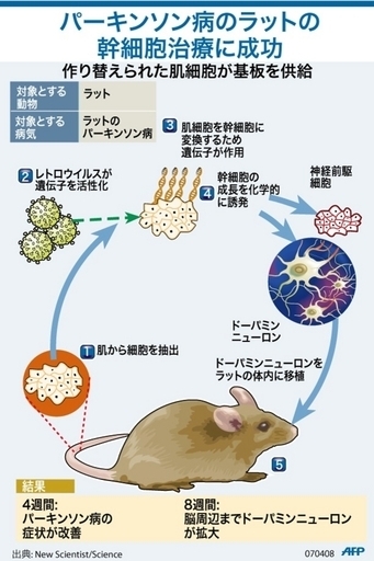 【図解】パーキンソン病のラット、幹細胞治療に成功