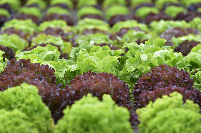 トラス英首相、「賞味期限」勝負でレタスに負ける