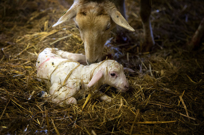 春到来、子ヒツジ40匹誕生 オランダ