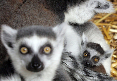 マダガスカルのほ乳類、流木群に乗って漂着 研究