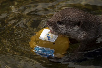 バルサ、レアルのクラシコは「カワウソ占い」に注目？ スペイン