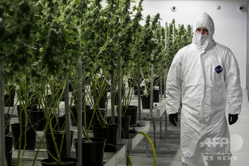 カナダの11月失業率、1976年以降の最低に 大麻合法化が貢献