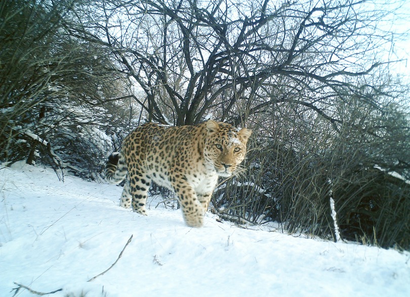 野生の華北ヒョウ 河北省のかつての生息地に姿戻る 写真4枚 国際ニュース Afpbb News