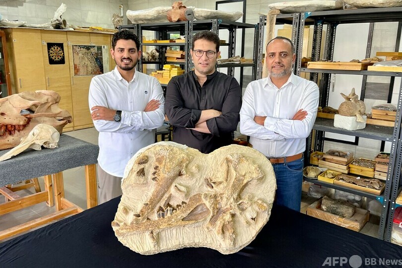 砂漠から4100万年前のクジラの化石 エジプト