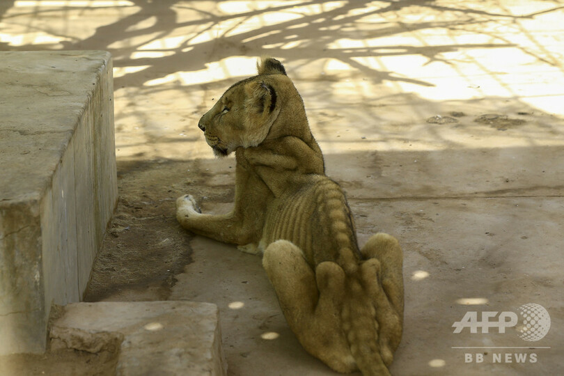 スーダンの「痩せこけた」ライオン、5頭のうち1頭死ぬ