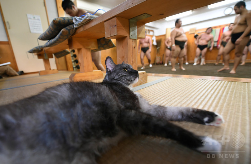 猛者も猫かわいがり 相撲部屋やジムの 看板猫 たち 写真28枚 国際ニュース Afpbb News