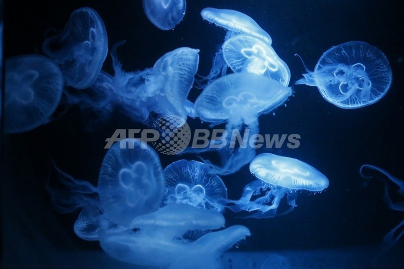 海洋生物の「祖先」は陸生だった? 進化の定説覆す発表 海洋生物の「祖先」は陸生だった? 進化の定説覆す発表