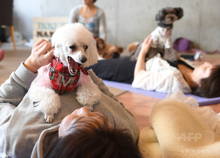 犬や猫と楽しむヨガ教室 首都圏で人気じわり 写真26枚 国際ニュース Afpbb News