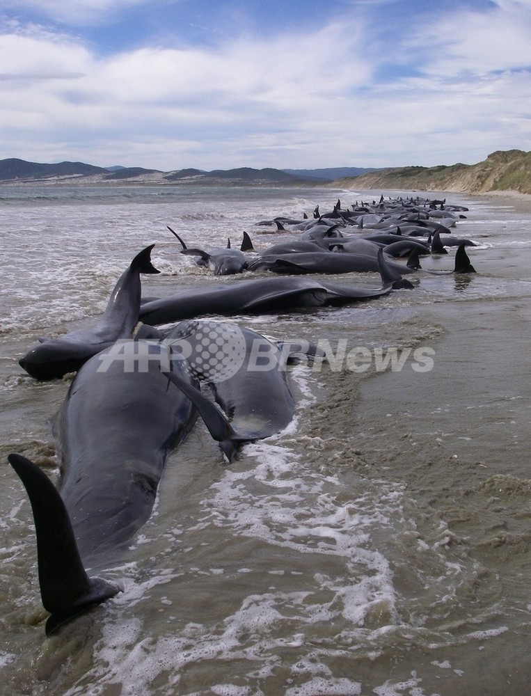 ニュージーランドでクジラの群れ座礁、107頭死亡 写真3枚 国際ニュース