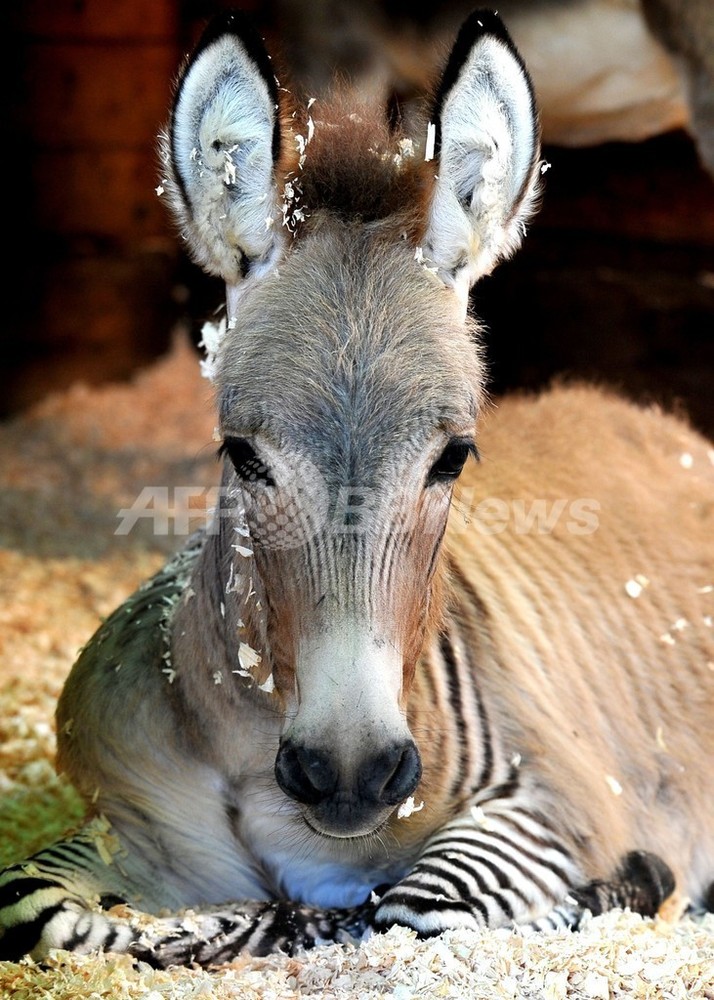 シマウマとロバの交雑種ゾンキー、伊フィレンツェ 写真9枚 国際