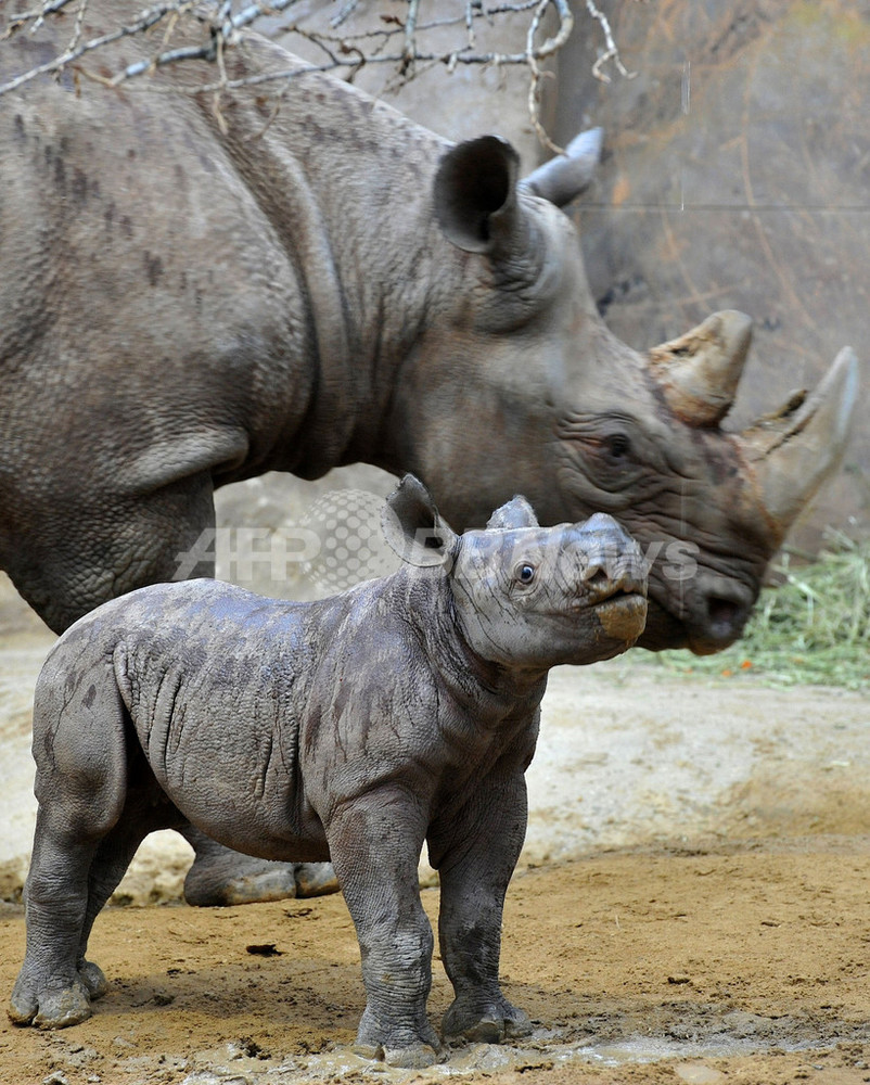クロサイの赤ちゃんに命名、ドイツ 写真3枚 国際ニュース：AFPBB News