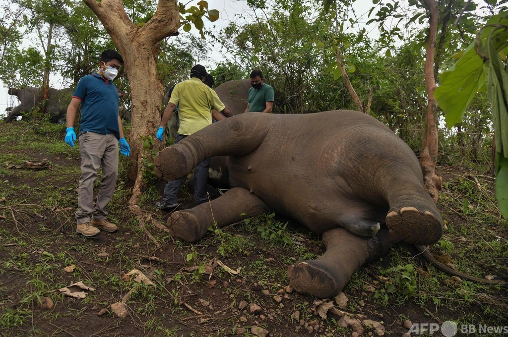 落雷が原因か、ゾウ18頭死ぬ インド北東部 写真16枚 ファッション