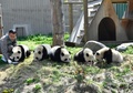 ミルクを飲むパンダの子どもたち（2019年4月23日撮影）。(c)CNS/安源