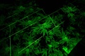 ウルグアイの首都モンテビデオで栽培される大麻（2022年8月18日撮影、資料写真）。(c)itan ABRAMOVICH / AFP