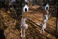 プリシュティナ・ドッグシェルターに保護された犬。コソボ首都プリシュティナ近郊のグラチャニツァで（2021年11月12日撮影）。(c)Armend NIMANI / AFP